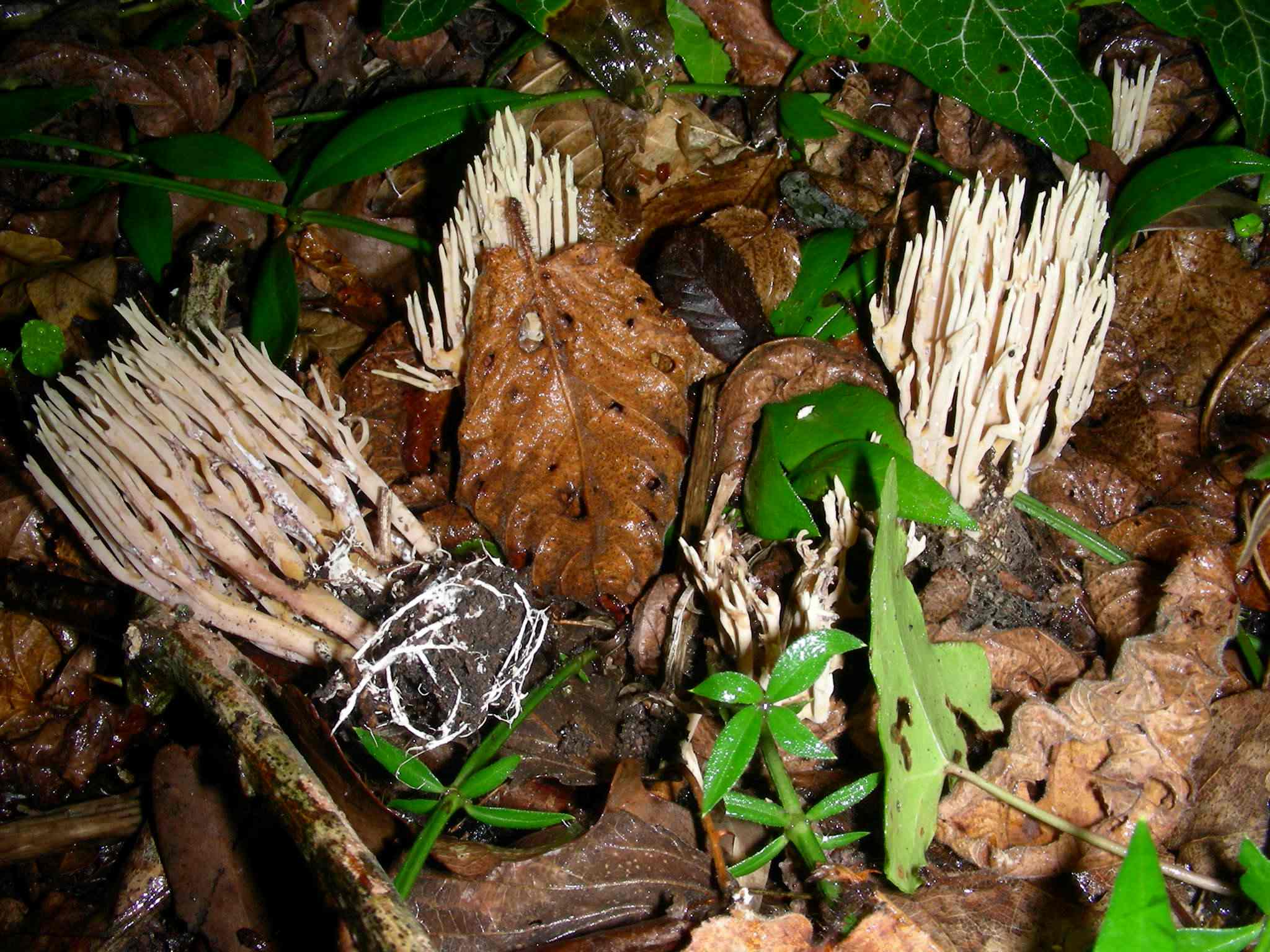 1134 Ottobre vecchio ritrovamento